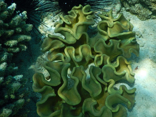 Korallen / coral
