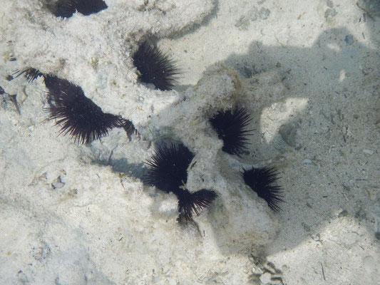 Seeigel / sea urchin