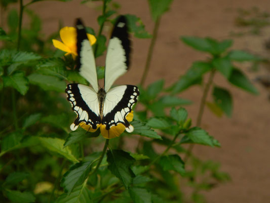 Schmetterlingsfarm auf Sansibar / butterfly farm in Zanzibar