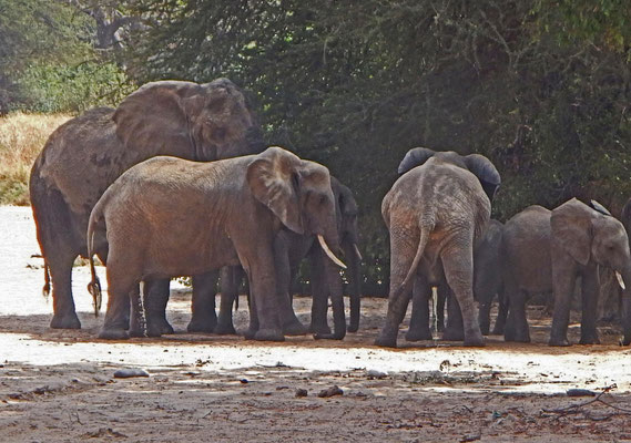 Elefanten im Tarangire NP / Elephants in Tarangire NP