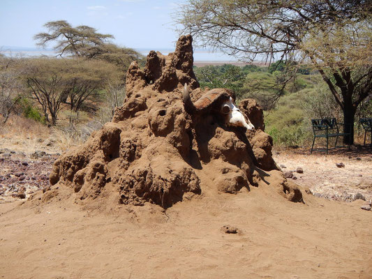 Termitenhügel im Manyara NP / Termite hill in the Manyara NP
