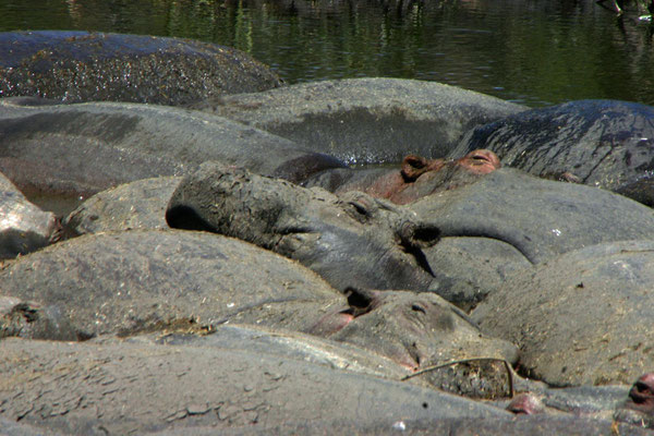 Flusspferde im Ngorongoro / hippos in the ngorongoro