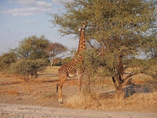 Giraffe im Tarangire