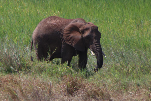Elefant im Tarangire NP / Elephant in Tarangire NP