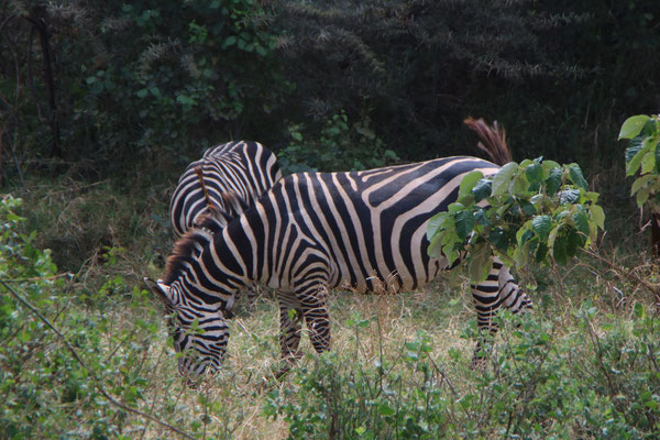 Zebras im Manyara NP