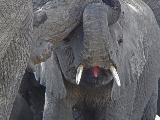 Elefant / Elephant