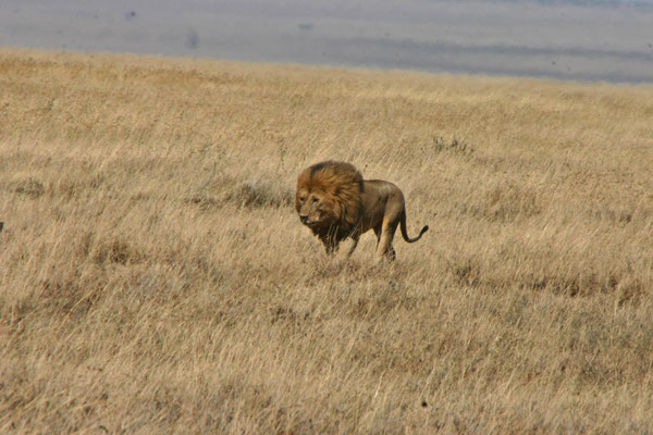 Löwen in der Serengeti / Lions in the serengeti