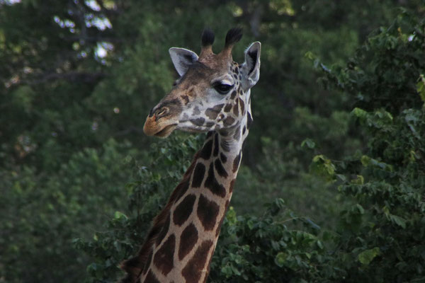 Giraffe im Tarangire NP
