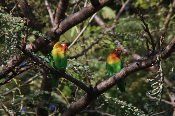 Papagei im Garten der Bougainvillea Lodge / Parrot in the garden of Bougainvillea Lodge
