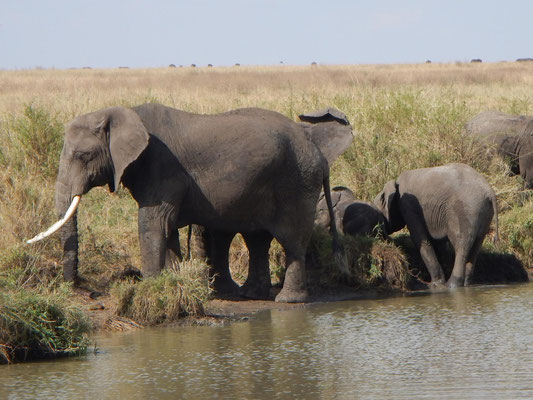 Elefanten in der Serengeti / Elephants in the serengeti