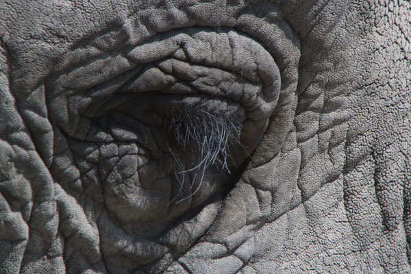 Elefantenauge / Elephant eye