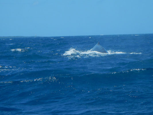 Buckelwal zur Sasfari Blue /humpback whale for safari blue
