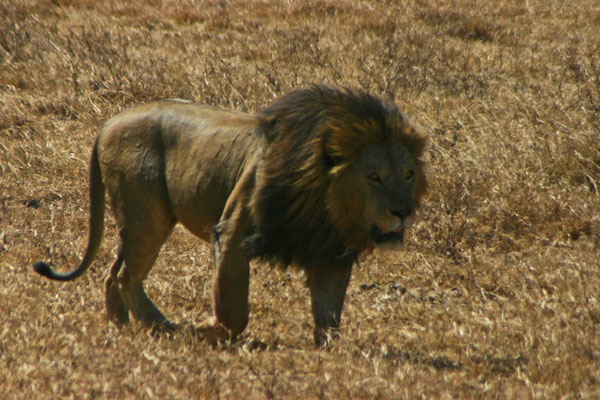 Löwe im Ngorongoro / lion in the ngorongoro