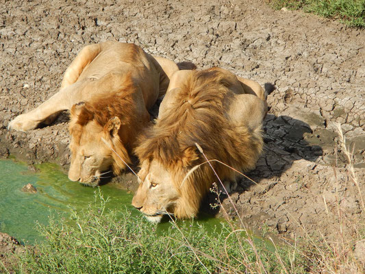 Löwen in der Serengti / Lions in the serengeti