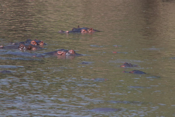 Flusspferde / Hippos