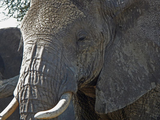 Elefantenkopf / Elephant head