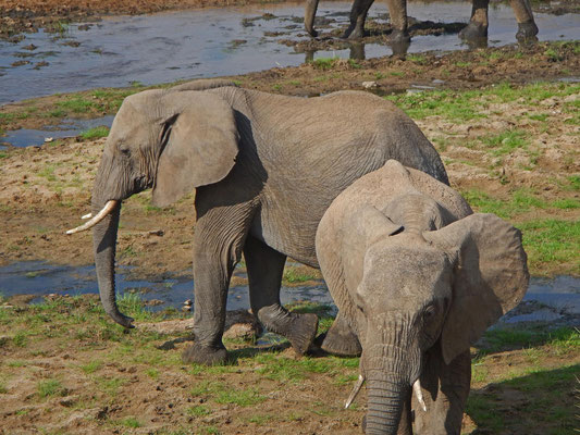 Elefanten im Tarangire / Elephants in Tarangire