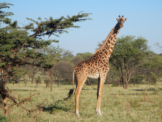 Giraffe in the serengeti