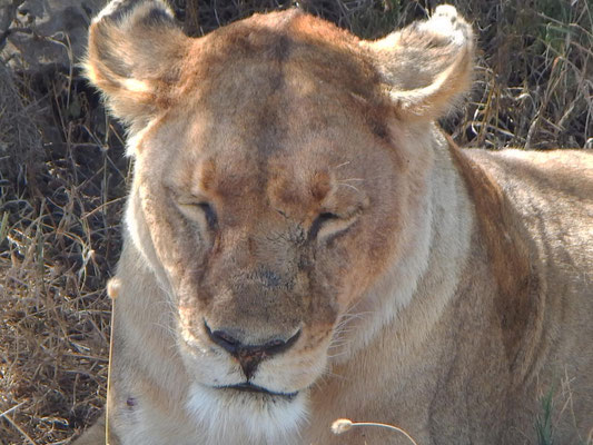 Löwe in der Serengeti / Lion in the serengeti