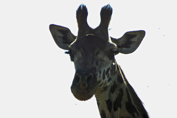 Giraffenkopf / Giraffe head
