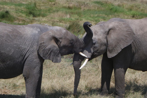spielende Elefanten / playing elephants