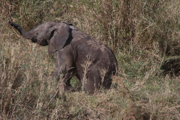 Elefant in der Serengeti / Elephant in the serengeti