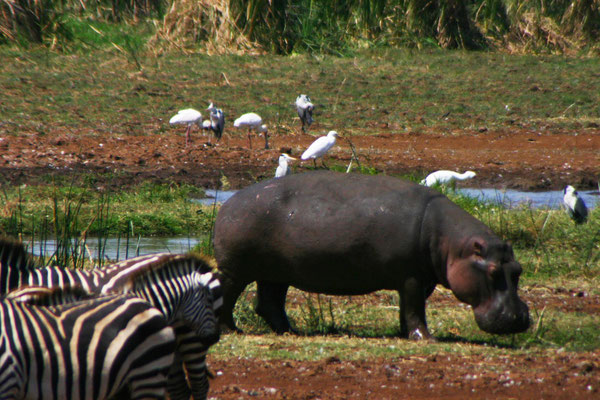 Flusspferde im Manyara NP / Hippos in the Manyara NP
