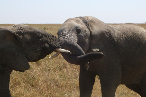 liebende Elefanten / loving elephants
