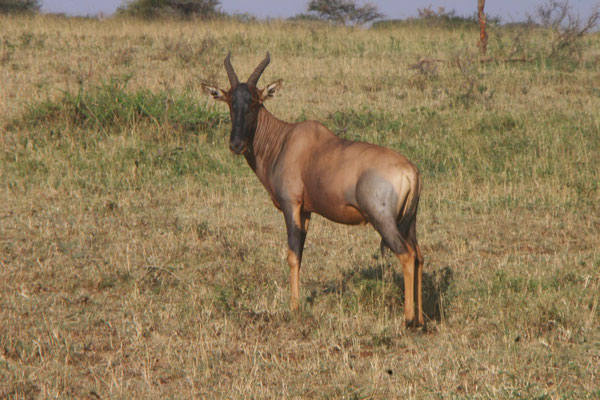 Gnu-Antilope