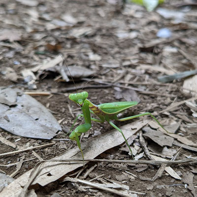 ハラビロカマキリ