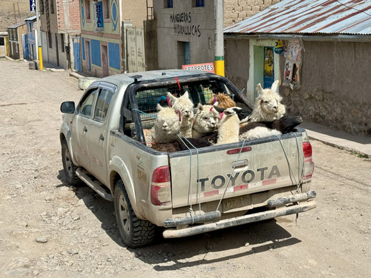Alpacatransport geht auch so