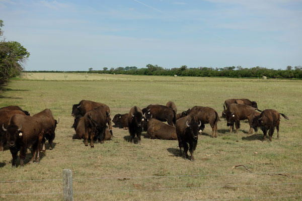 Bisons in der Prärie