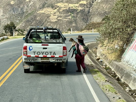 Autostop...das kleine Schaf darf auch mitfahren