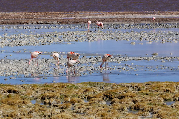 ...Flamingos