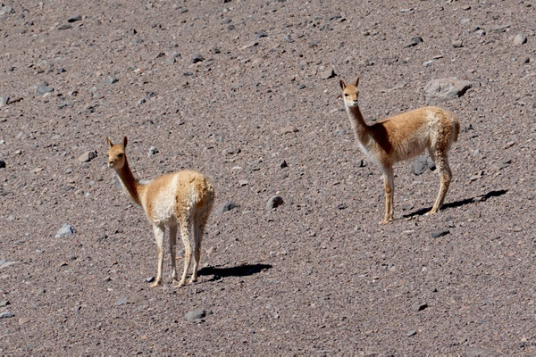 Viele Vicunas leben hier