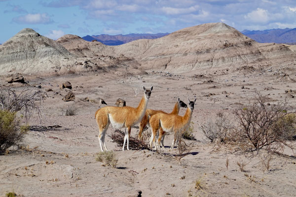 Sogar Guanacos entdecken wir :-)