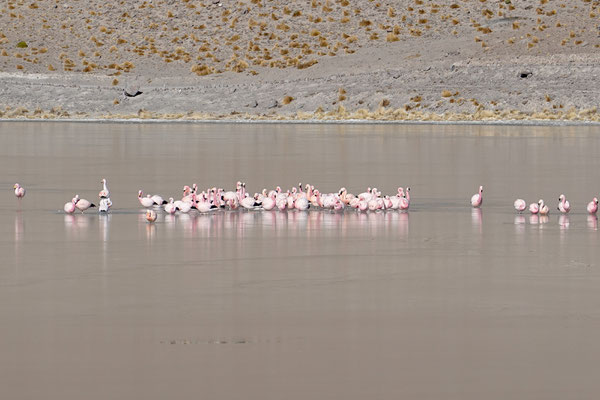 Sie sind festgefroren und machen bis am Mittag keinen Wank