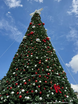 Der Christbaum steht...