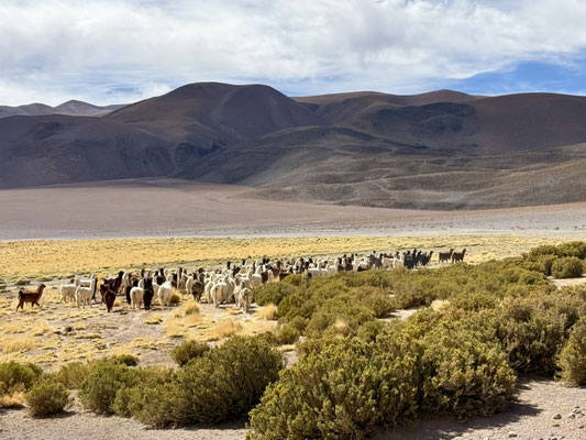 ...zusammen mit einer grossen Herde Lamas und Alpacas
