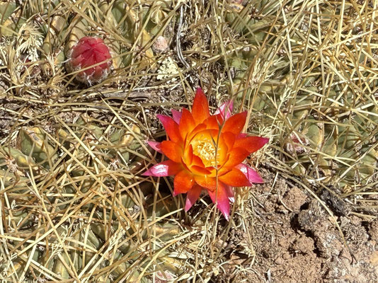 ...mit Frühlingsblumen