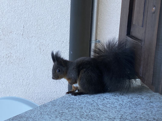 Besuch auf dem Fenstersims