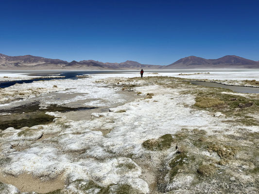 Am Salar de Huasco