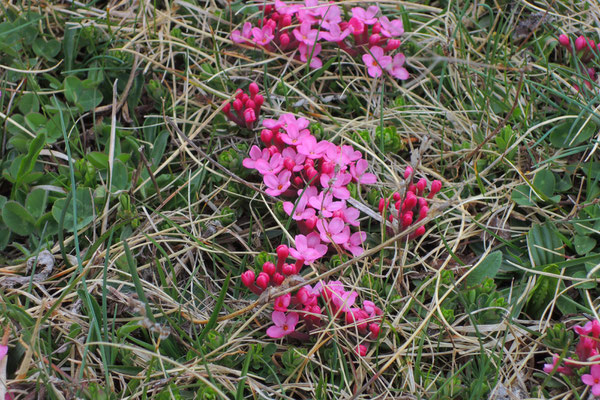 Zaghafte Blüten in der Höhe