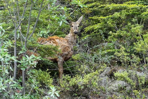 Wir sehen einen "Huemul", einen Südandenhirsch