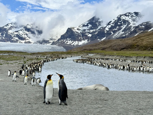 Berge, Gletscher und Pinguine