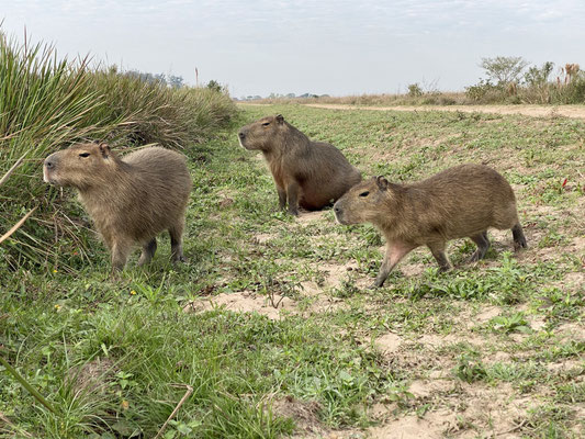 ...und die gemütlichen Capybaras