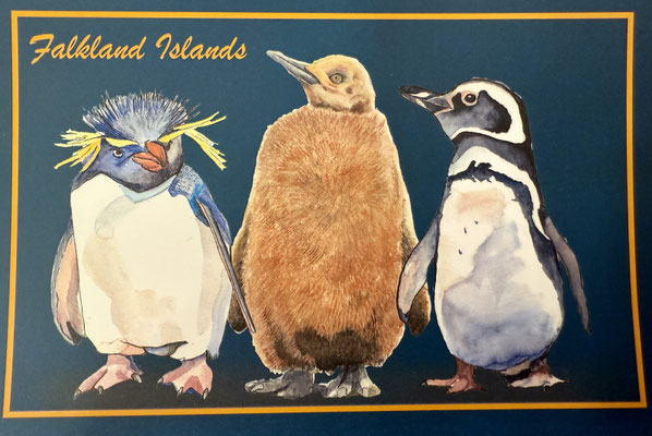 Wir sind auf den Falklandinseln
