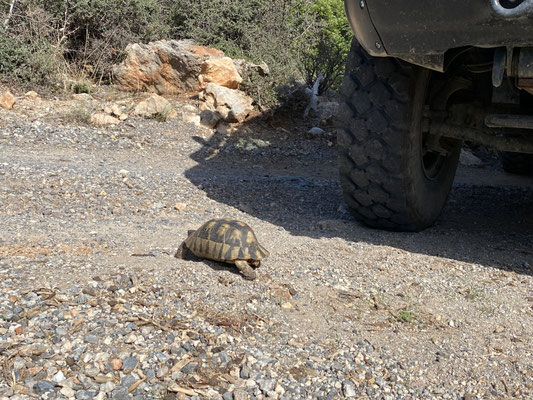 Achtung Schildkröte!