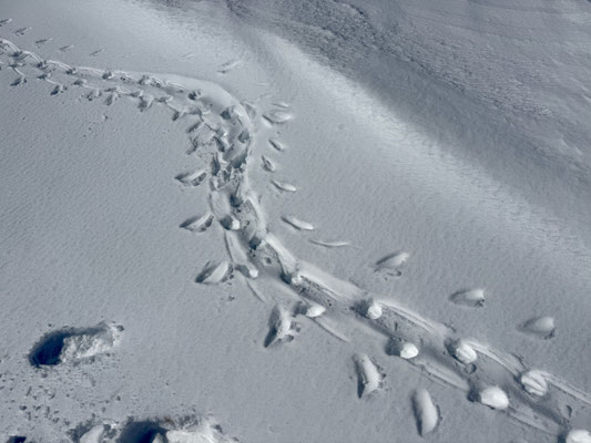 Spuren im Schnee