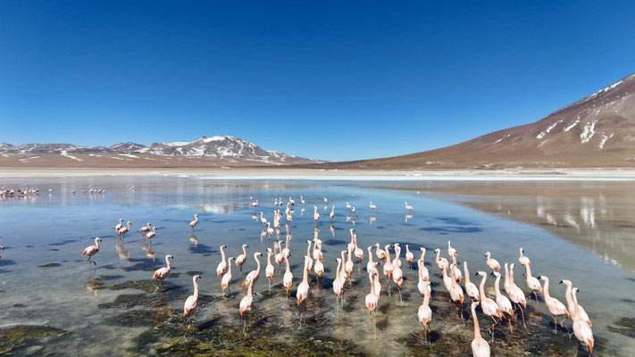 ...mit vielen Flamingos